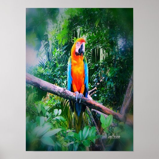 Martinique Macaw Poster (Voorkant)
