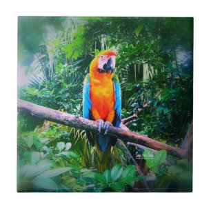Martinique Macaw Tegeltje