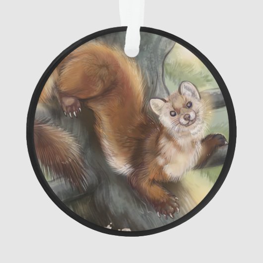 Martre de pin américain (dos)