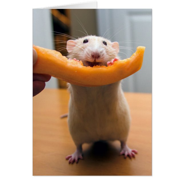 Marty Mouse houdt van Cantaloops! (Voorkant)