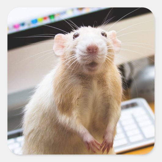 Marty Mouse Stickers - Standin' Tall (Voorkant)