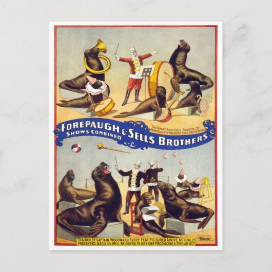 Marvelly Trained Circus Seals, 1899 Briefkaart (Voorkant)