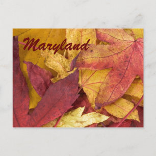 Maryland Autumn Leaves Briefkaart