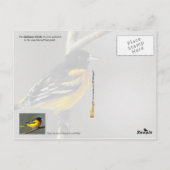 Maryland State Bird - Baltimore Oriole Briefkaart (Achterkant)