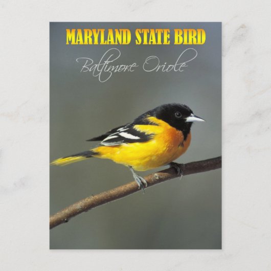 Maryland State Bird - Baltimore Oriole Briefkaart (Voorkant)