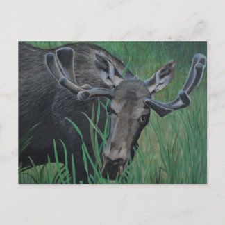 Marysville Moose Briefkaart