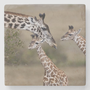 Masai-giraffe (Giraffe tippelskirchi) Stenen Onderzetter