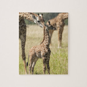 Masai-giraffen, Giraffa camelopardalis 2 Legpuzzel