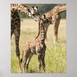 Masai-giraffen, Giraffa camelopardalis 2 Poster
