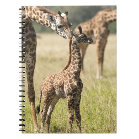 Masai giraffes, Giraffa camelopardalis 2 Notitieboek (Voorkant)