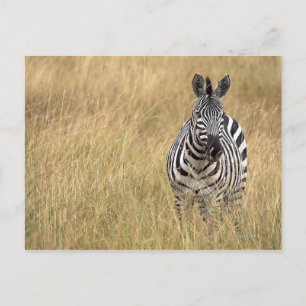 Masai Mara, Kenia Briefkaart