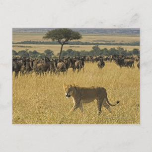 Masai Mara National Reserve, Kenia, Afrika Briefkaart