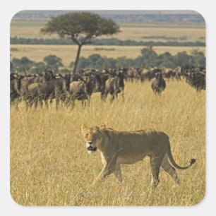 Masai Mara National Reserve, Kenia, Afrika Vierkante Sticker