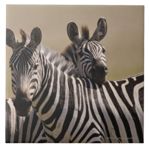 Masai Mara National Reserve, Kenia, juli 2005 3 Tegeltje