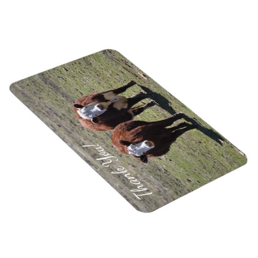 Masculine Koe Dank u wel Magneet (Rechterzijde)