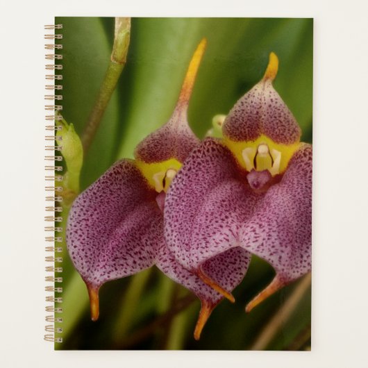 Masdevallia (Devant)