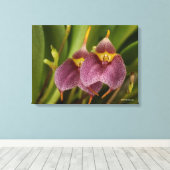 Masdevallia Canvas Afdruk (Insitu (Houten vloer))
