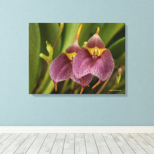 Masdevallia Canvas Afdruk (Insitu (Houten vloer))