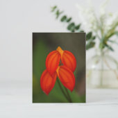 Masdevallia ignea Orchid Briefkaart (Staand voorkant)