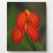 Masdevallia ignea Orchid Fotoplaat (Voorkant)
