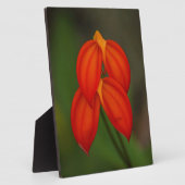 Masdevallia ignea Orchid Fotoplaat (Zijkant)