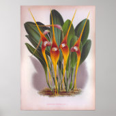 Masdevallia Macura Oranje  Orchids Poster (Voorkant)