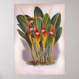 Masdevallia Macura Oranje  Orchids Poster