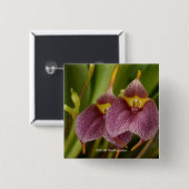 Masdevallia Vierkante Button 5,1 Cm (Voorkant /achterkant)