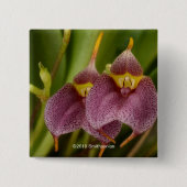 Masdevallia Vierkante Button 5,1 Cm (Voorkant)