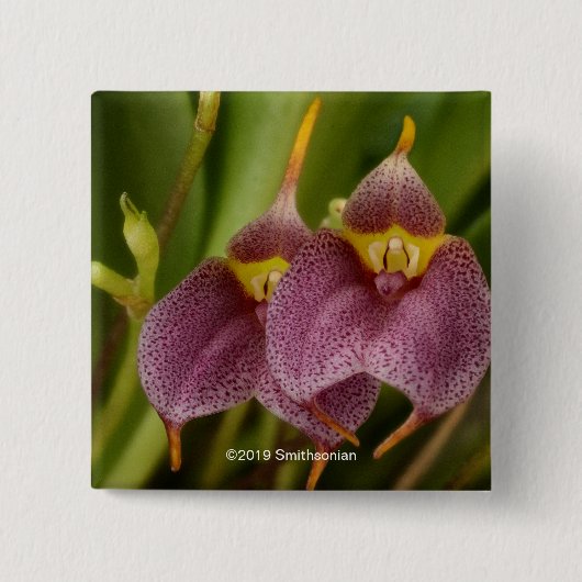 Masdevallia Vierkante Button 5,1 Cm (Voorkant)