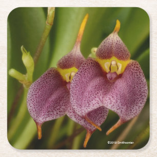 Masdevallia Vierkante Kartonnen Onderzetter