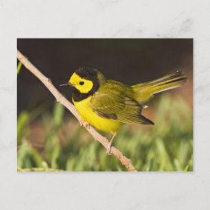 Maskerzanger (Wilsonia citrina) Briefkaart
