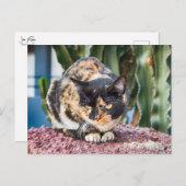 Maspalomas Cat Briefkaart (Voorkant / Achterkant)