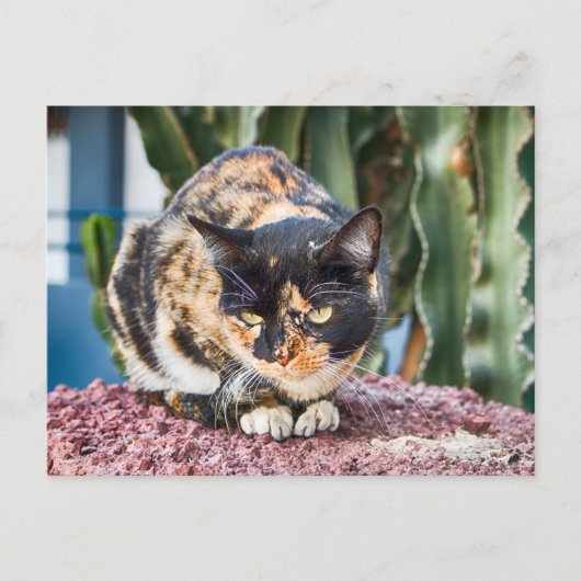 Maspalomas Cat Briefkaart (Voorkant)