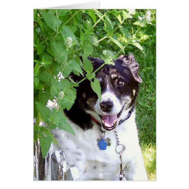 Masquer Et Rechercher (Devant)