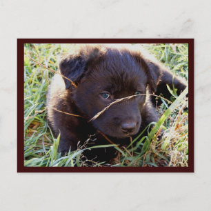 Masquer et rechercher les cartes postales