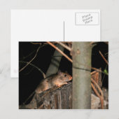 Masquer la carte postale (Devant / Derrière)