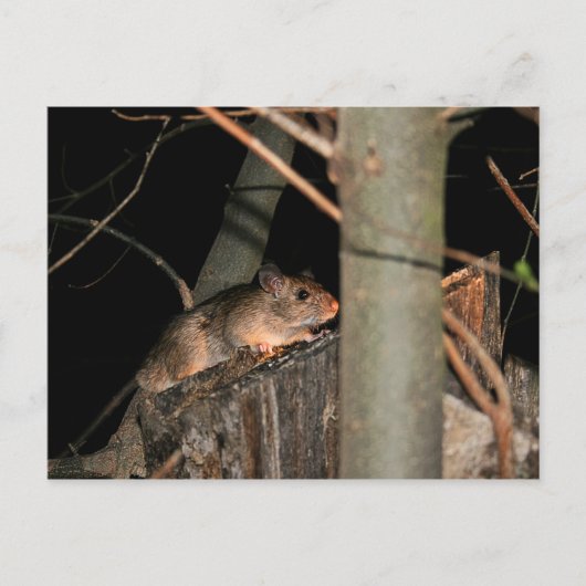 Masquer la carte postale (Devant)