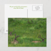 Masquer la carte postale du cerf (Devant / Derrière)