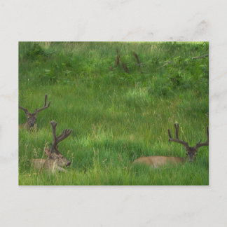 Masquer la carte postale du cerf