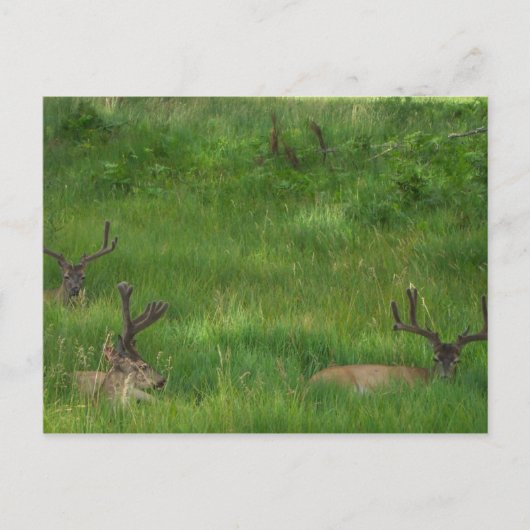 Masquer la carte postale du cerf (Devant)