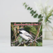 Massachusetts State Bird - Black-capped Chickadee Briefkaart (Staand voorkant)