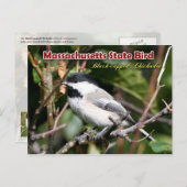 Massachusetts State Bird - Black-capped Chickadee Briefkaart (Voorkant / Achterkant)
