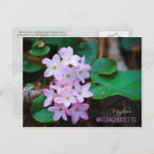 Massachusetts State Flower: Mayflower Briefkaart (Voorkant / Achterkant)