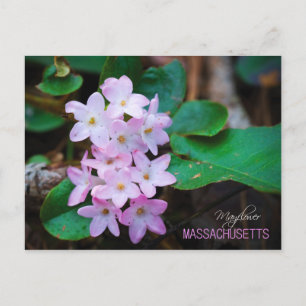 Massachusetts State Flower: Mayflower Briefkaart