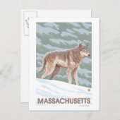 MassachusettsWolf Scene Briefkaart (Voorkant / Achterkant)