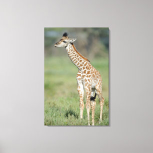Massai Giraffe Baby Canvas Afdruk