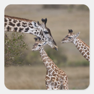 Massai-giraffe (Giraffe Tippelskirchi) Vierkante Sticker