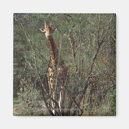 Massai Giraffe Magneet (Voorkant)