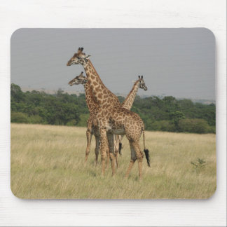 Massai Giraffes Muismat